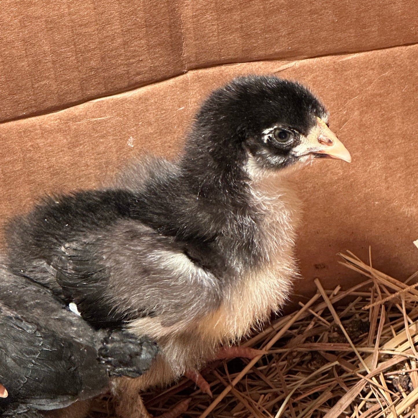 Farm-Fresh Eggs - Black Copper Maran Breed (Half Dozen)