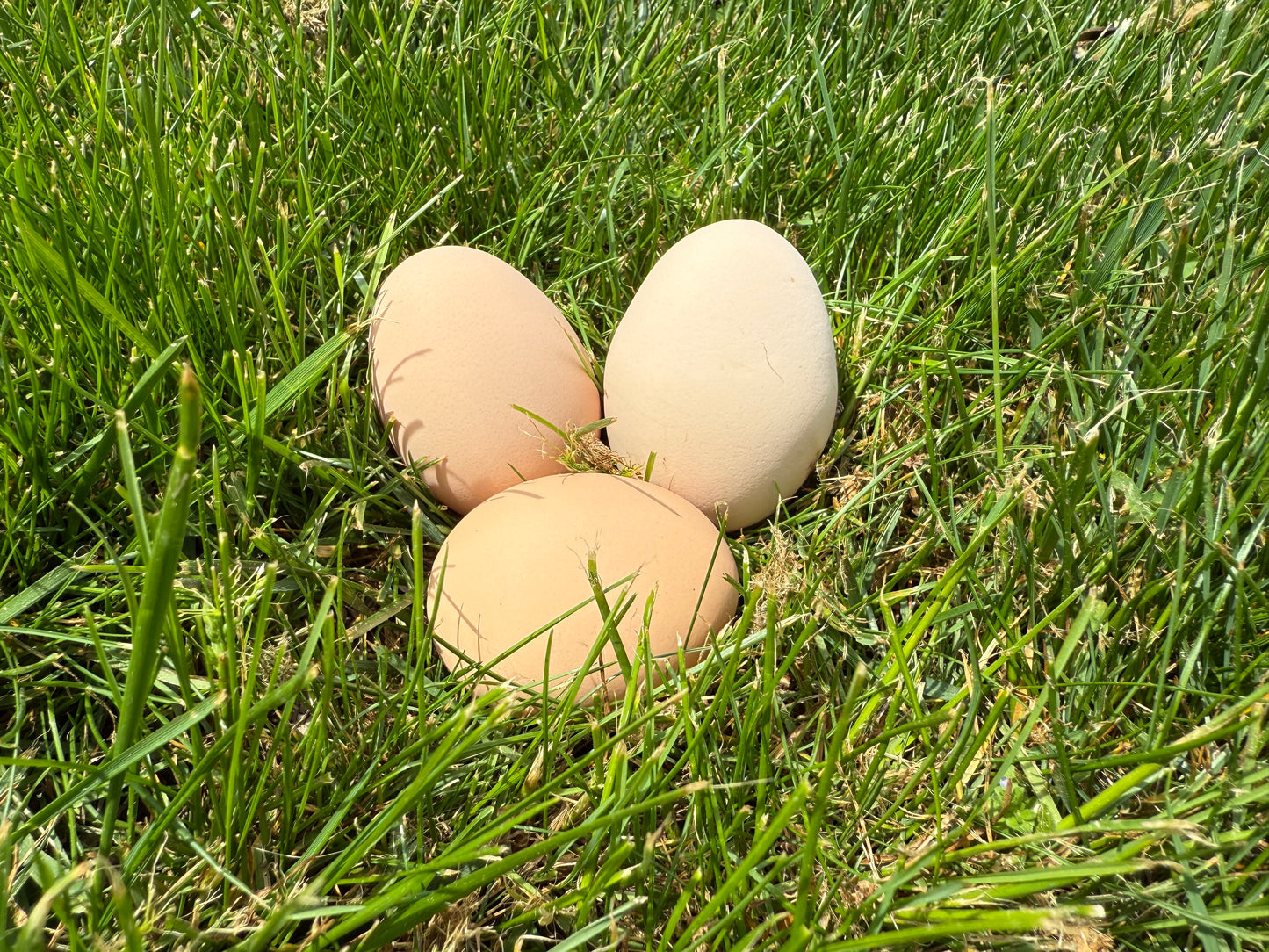 Farm-Fresh Eggs - Ayam Cemani Breed (Half Dozen)