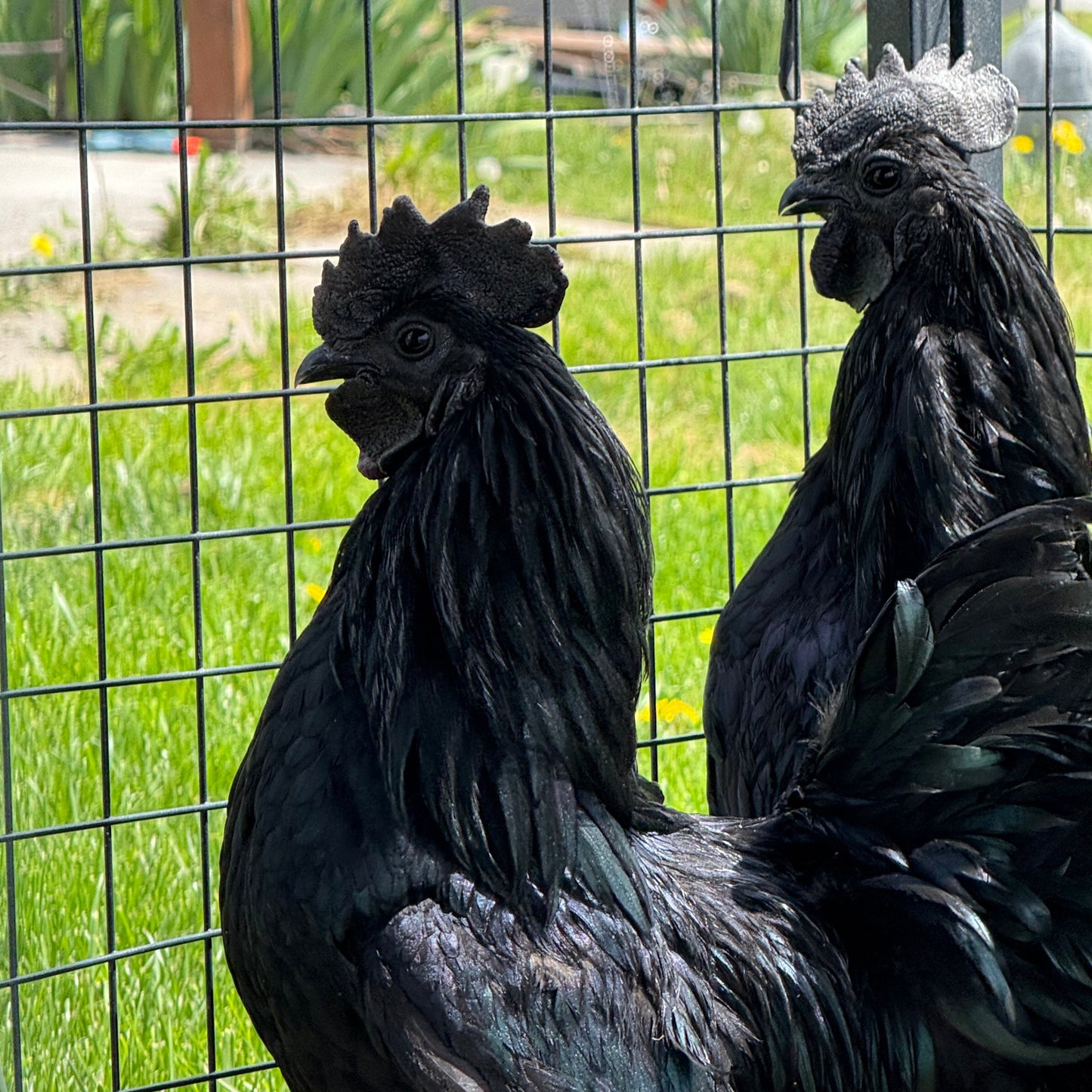 Farm-Fresh Eggs - Ayam Cemani Breed (Half Dozen)