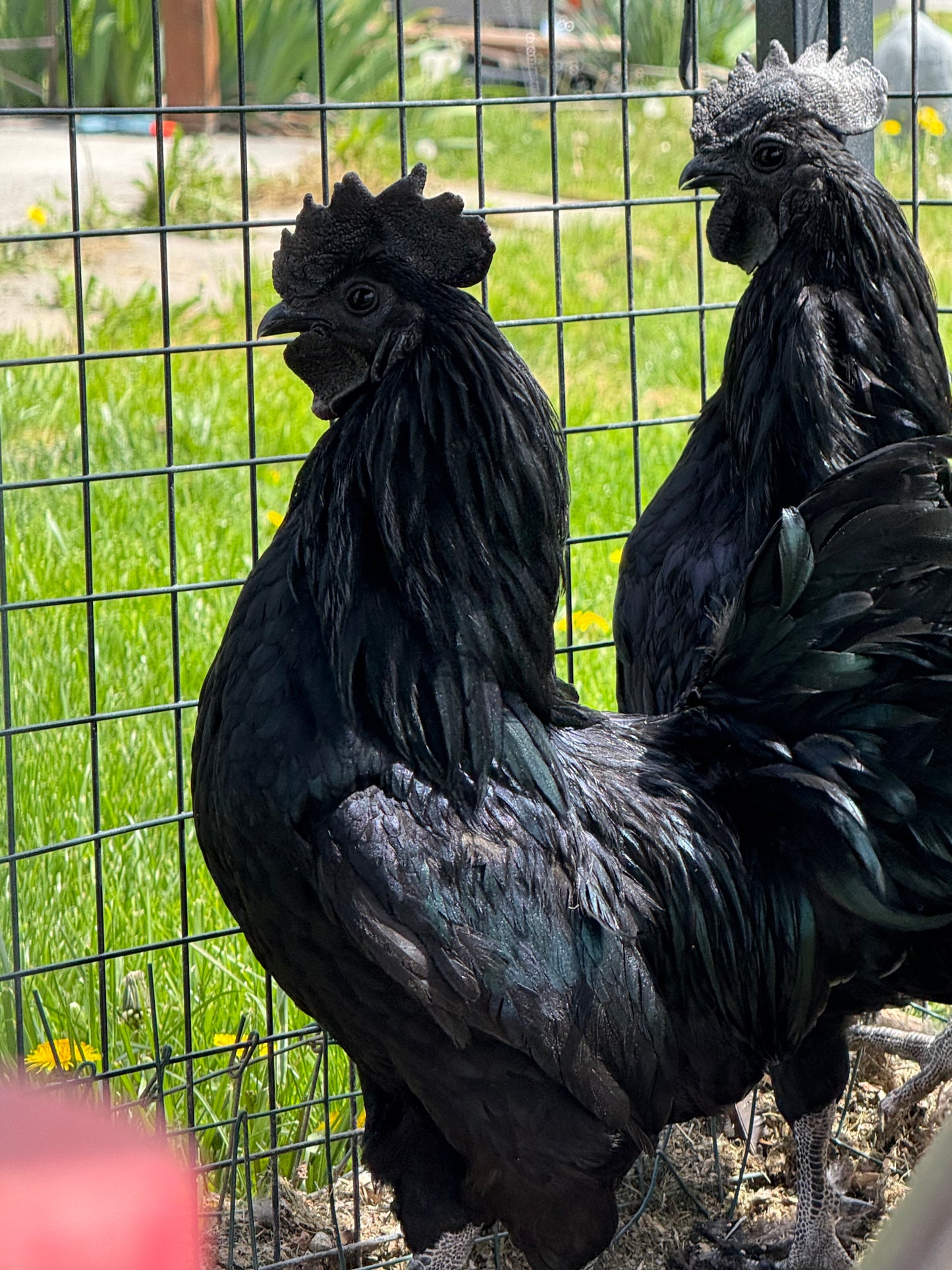 Live 1-3 Day Old Ayam Cemani Chicks