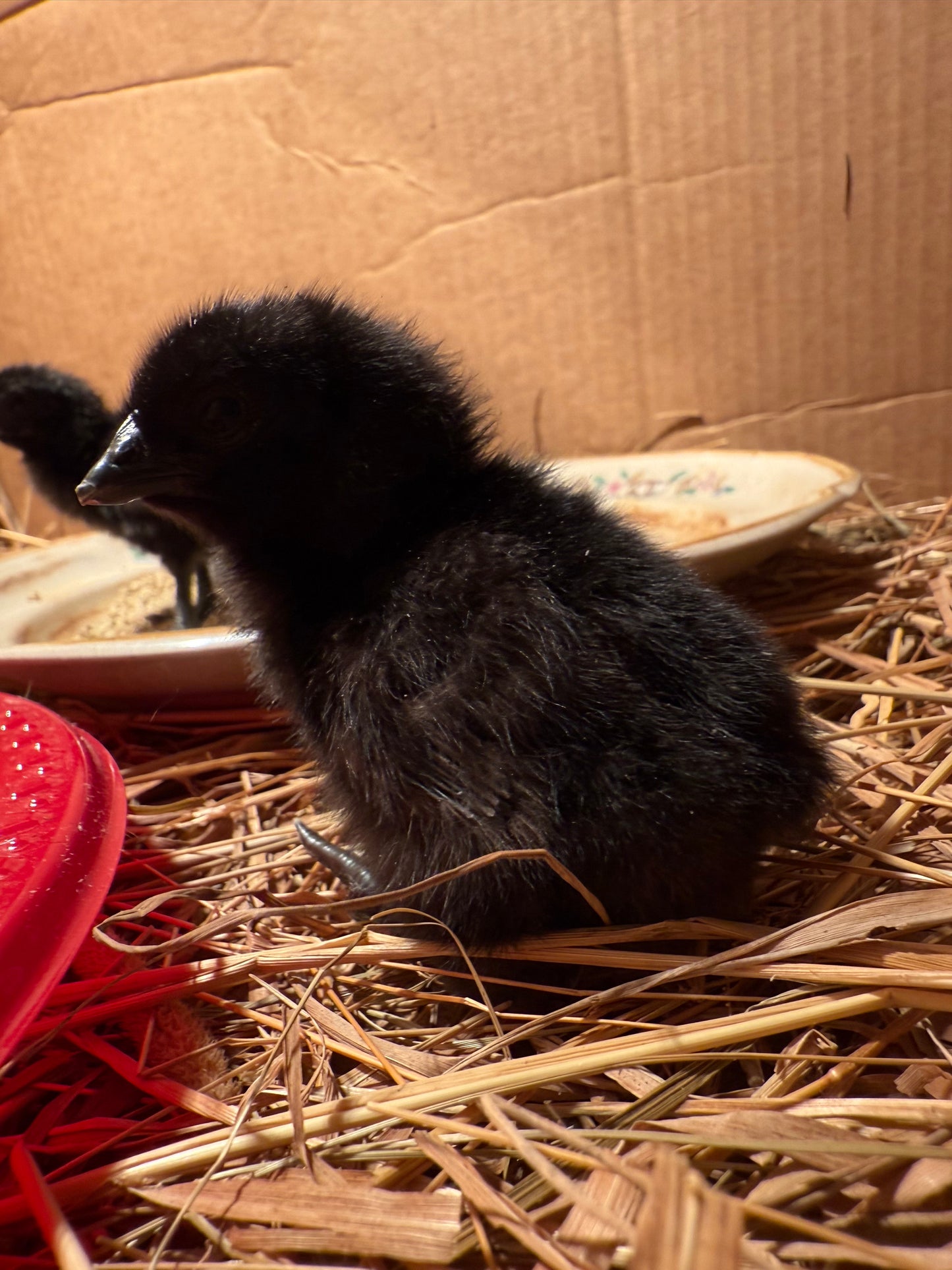 Farm-Fresh Eggs - Ayam Cemani Breed (Half Dozen)