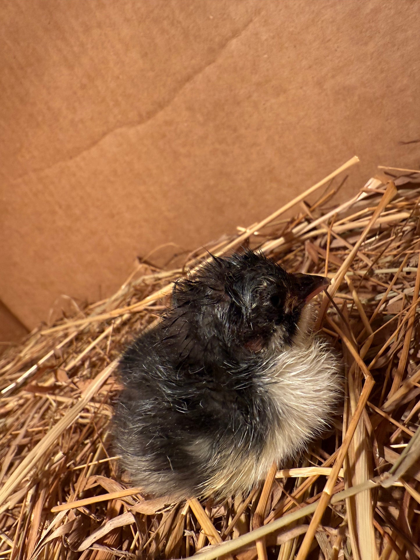 Live 1-3 Day Old Black Copper Maran Chicks