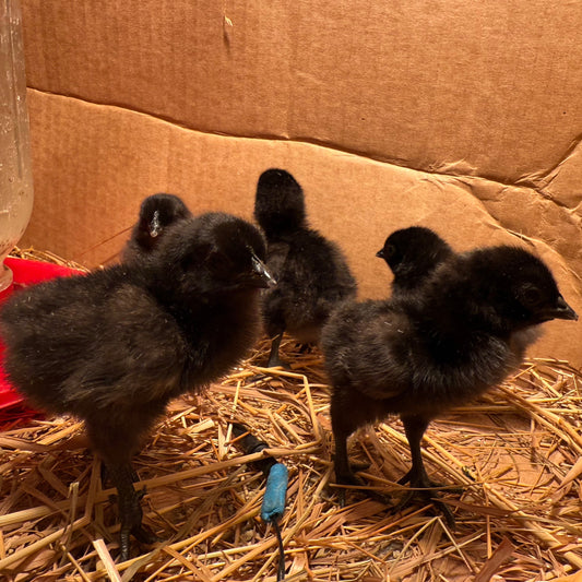 Live 1-3 Day Old Ayam Cemani Chicks