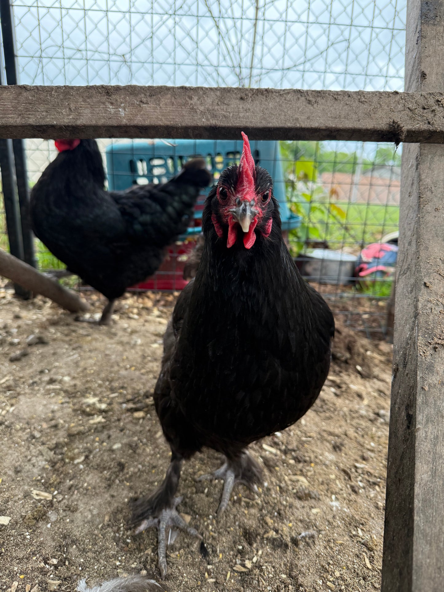 Farm-Fresh Eggs - Black Copper Maran Breed (Half Dozen)