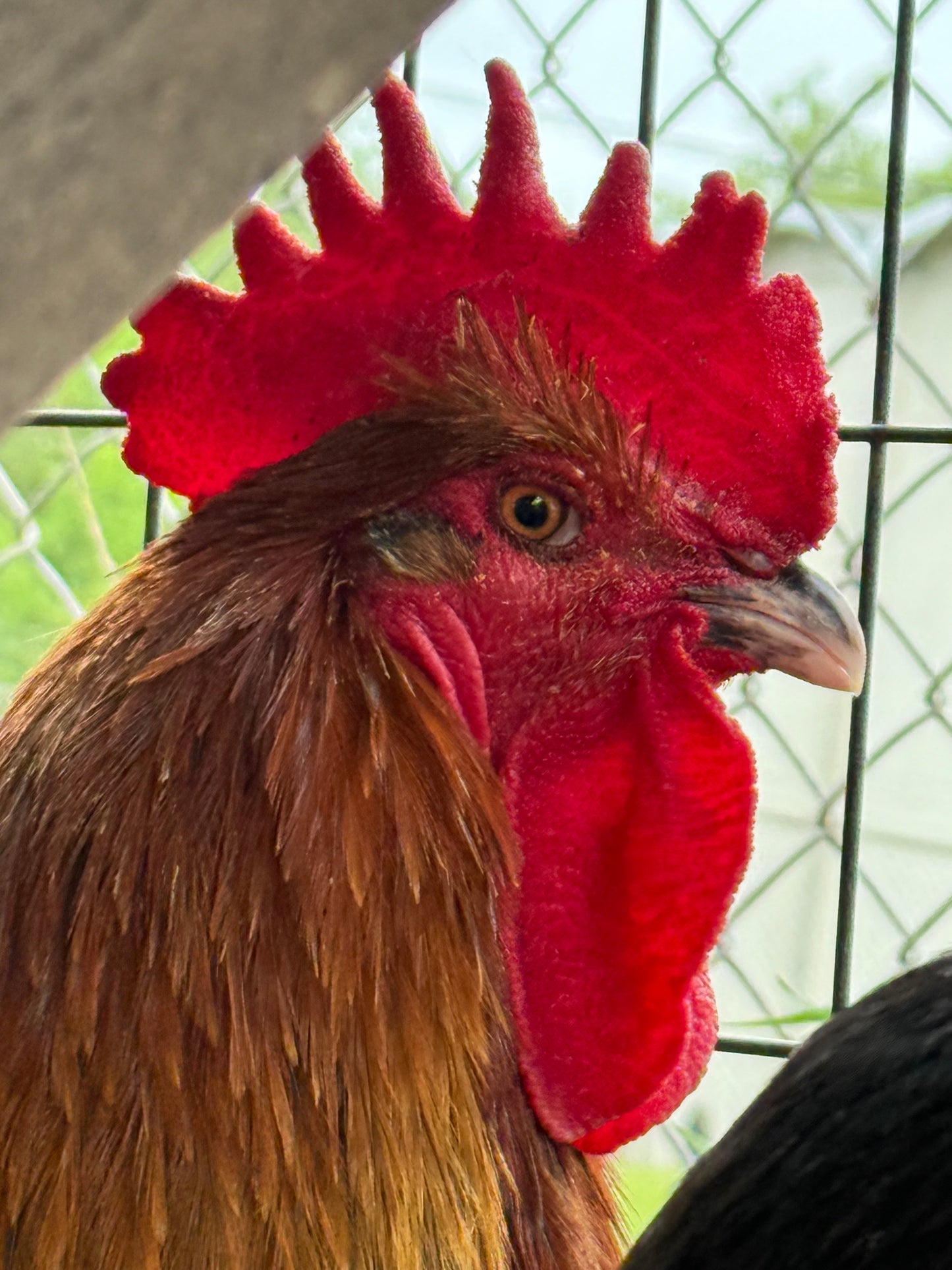 Farm-Fresh Eggs - Black Copper Maran Breed (Half Dozen)