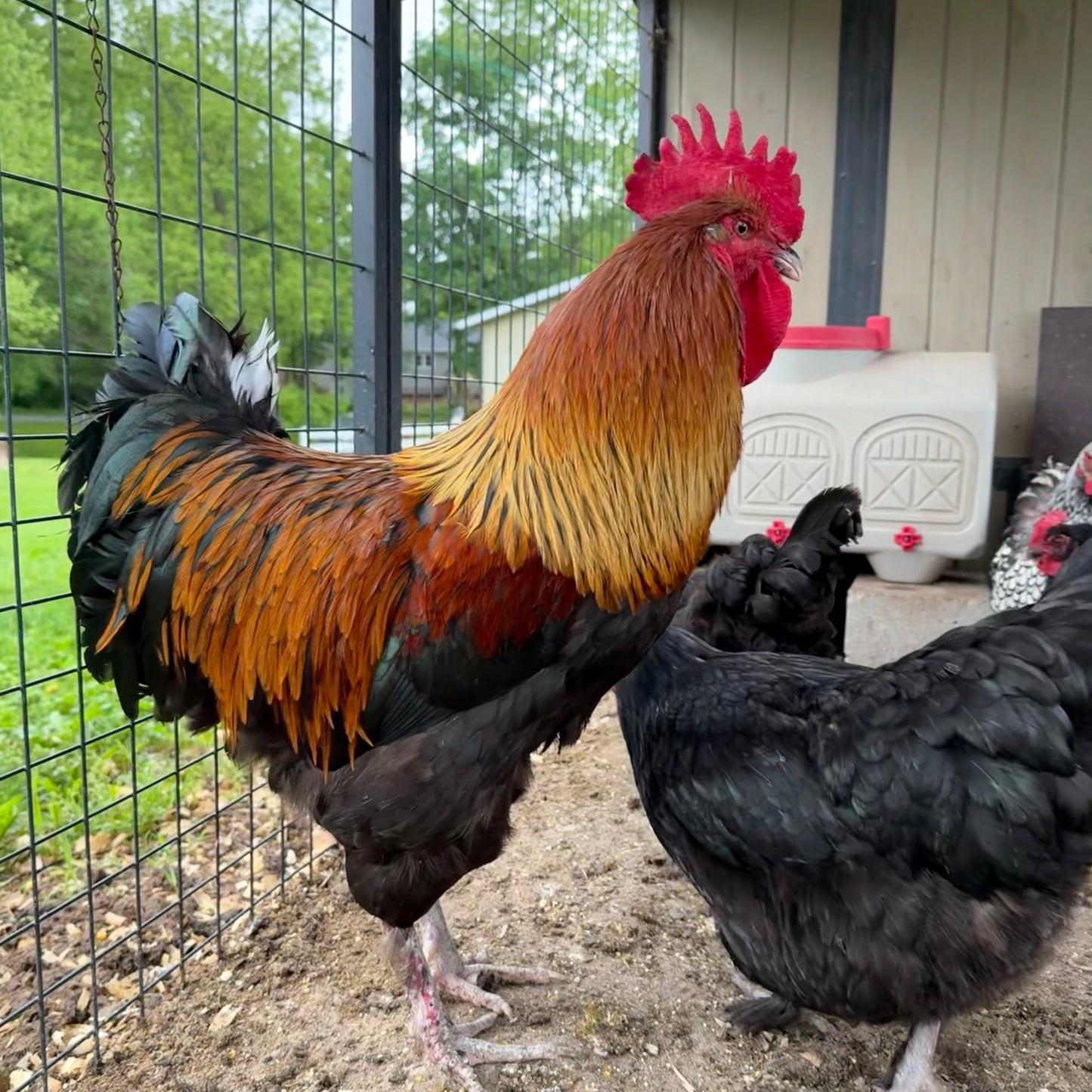 Farm-Fresh Eggs - Black Copper Maran Breed (Half Dozen)
