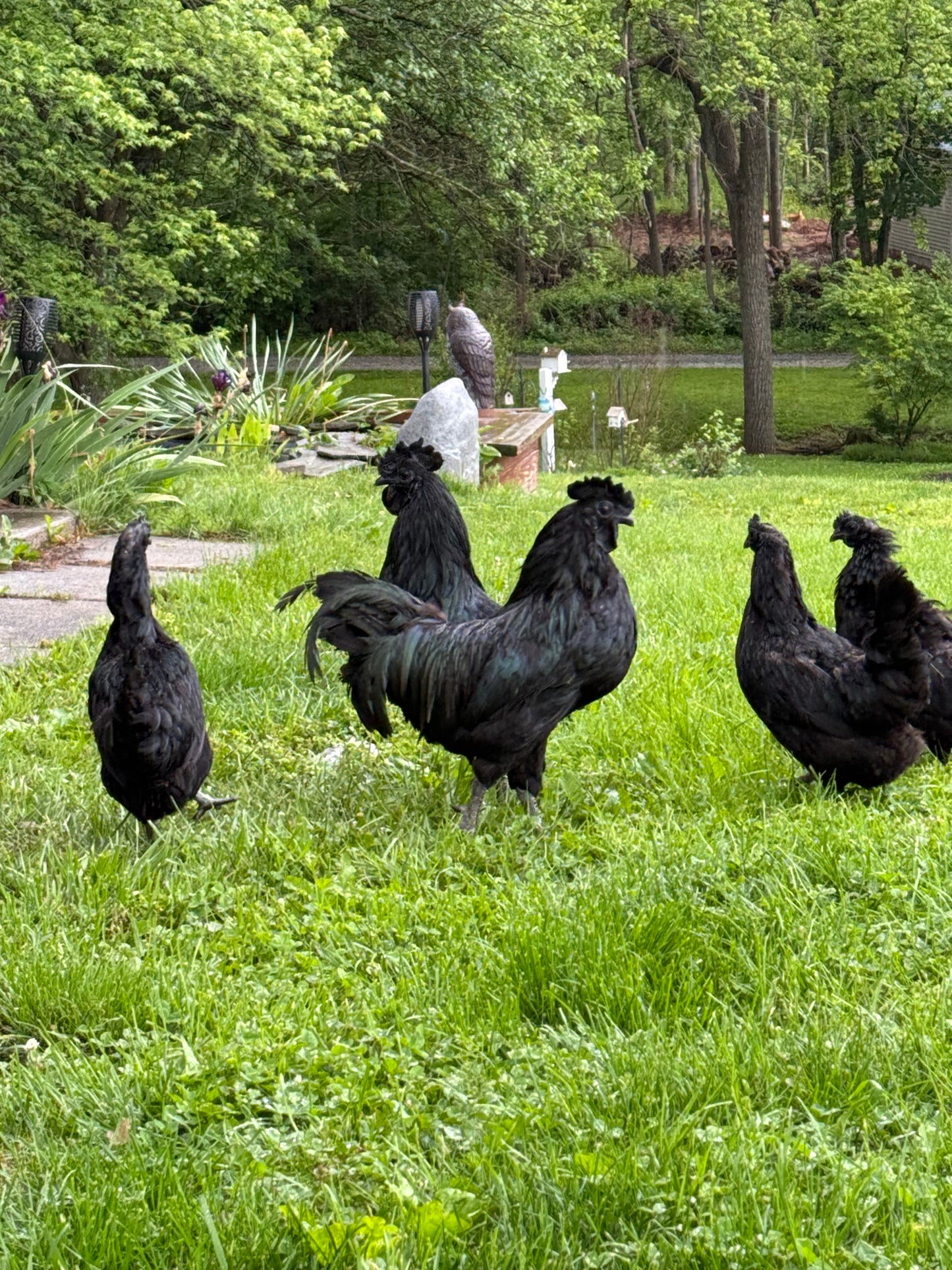 Farm-Fresh Eggs - Ayam Cemani Breed (Half Dozen)