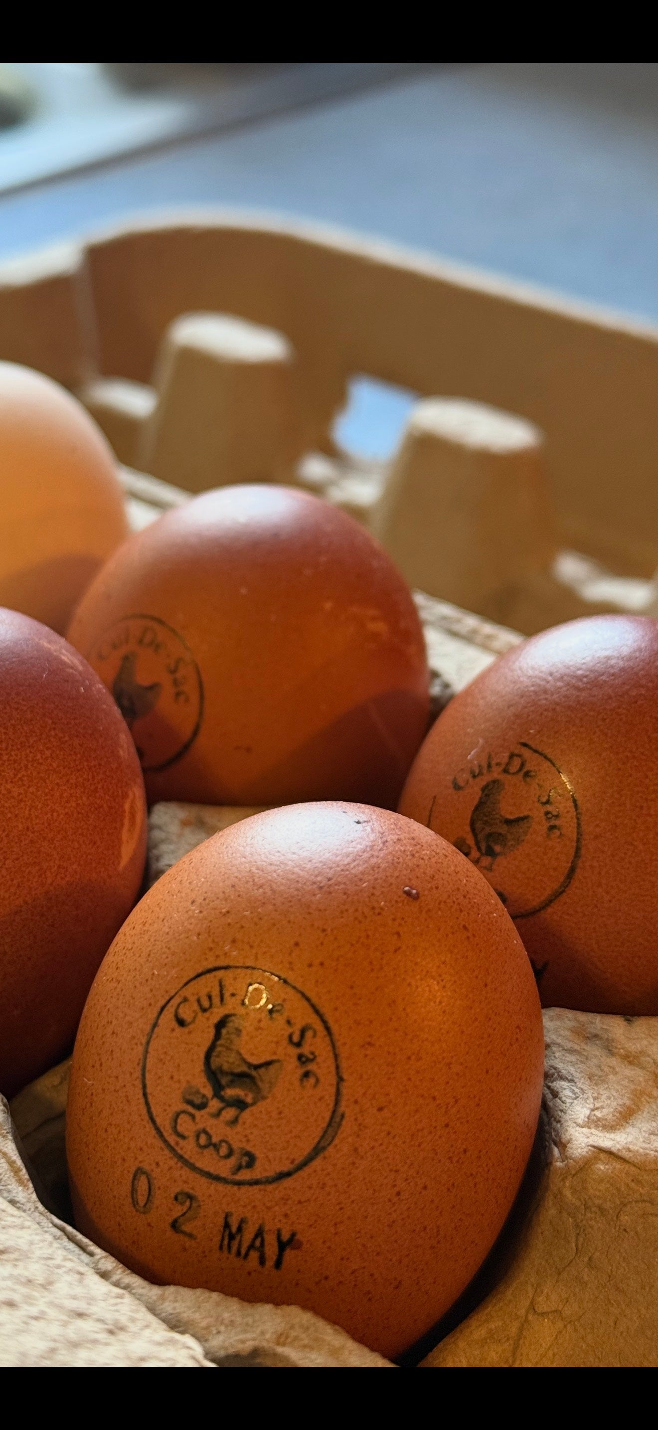 Farm-Fresh Eggs - Black Copper Maran Breed (Half Dozen)