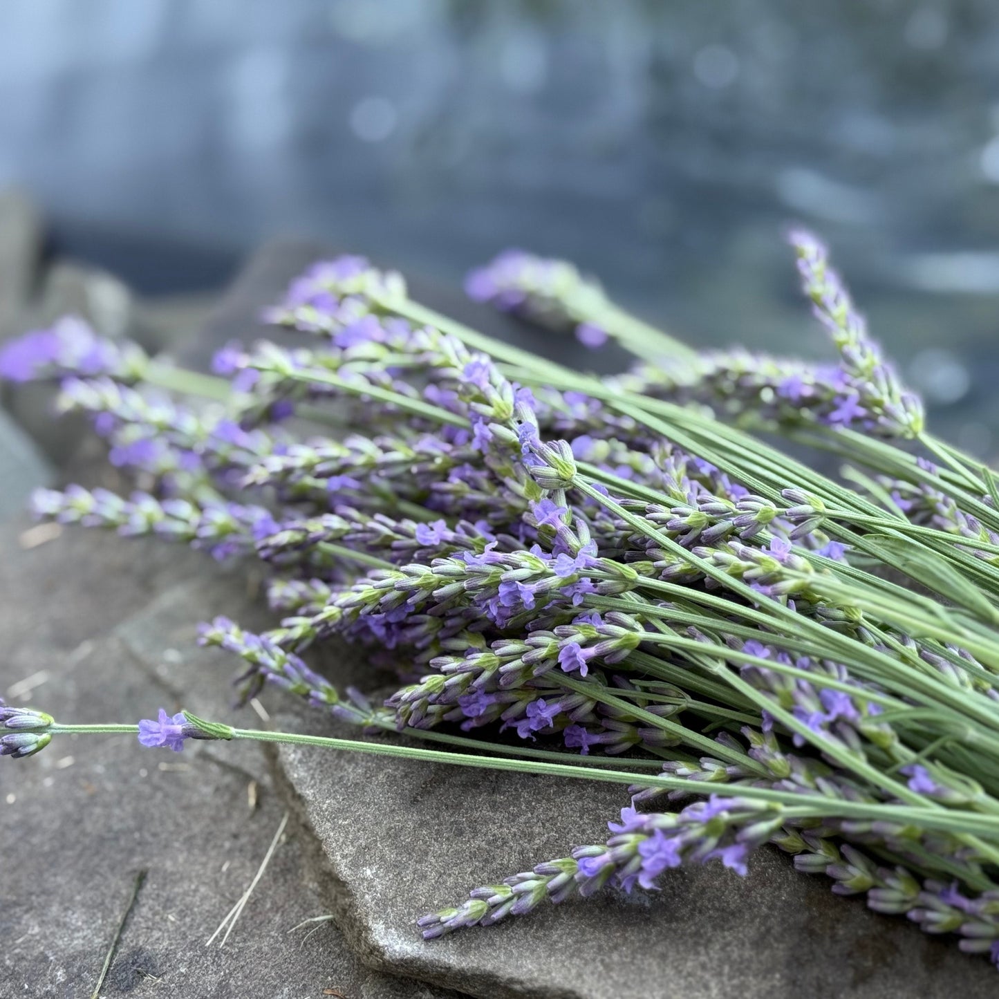 Lavender Bliss Bath Salts
